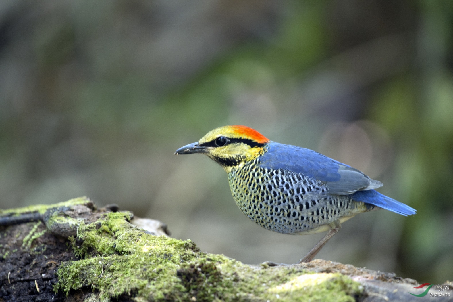 重发一组蓝八色鸫请老师指导