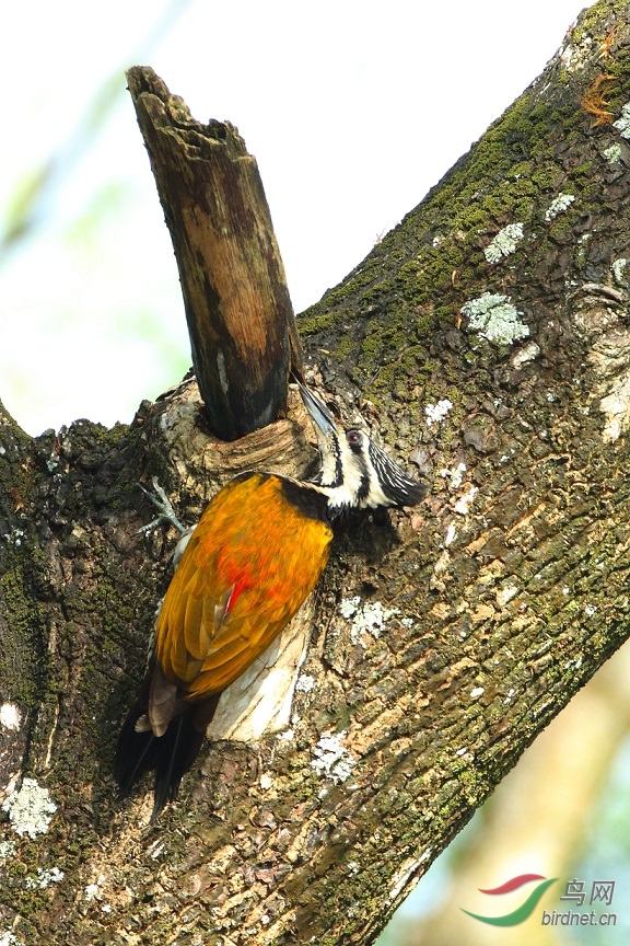 金背三趾啄木鸟