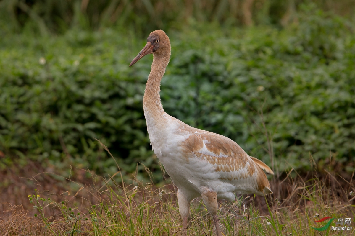 白鹤siberian white crane