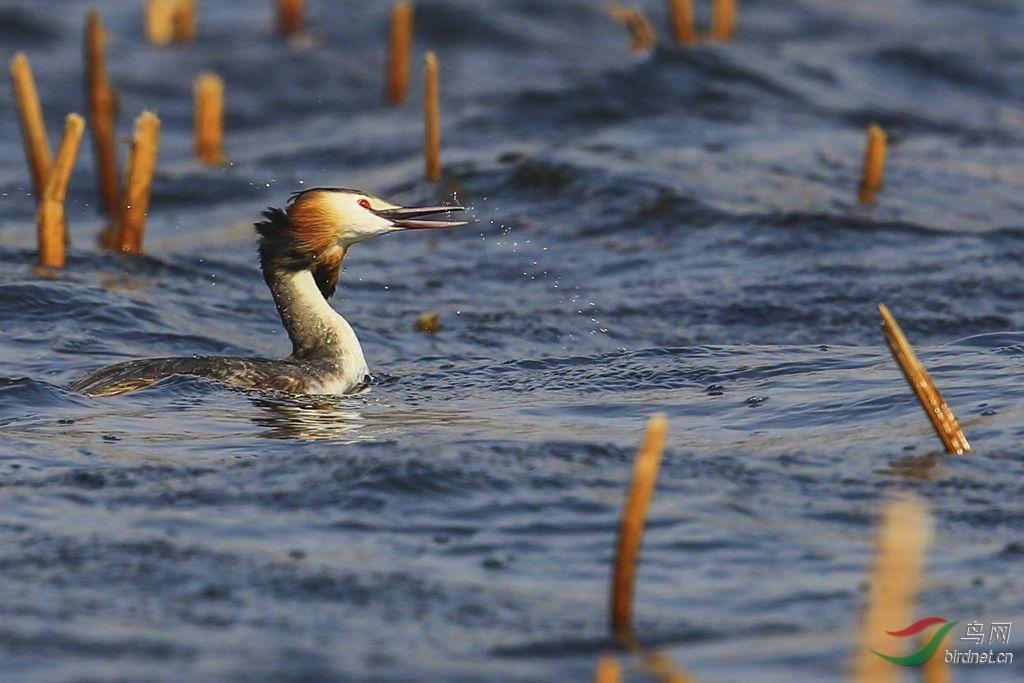 拿昨日拍摄的凤头䴙䴘练练ps
