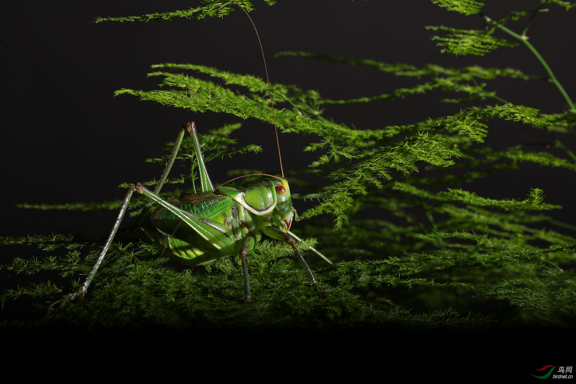 大肚蝈蝈祝大家高高兴兴每一天