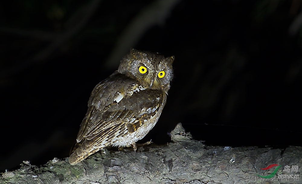 黑猫鱼首页精华作品精选
