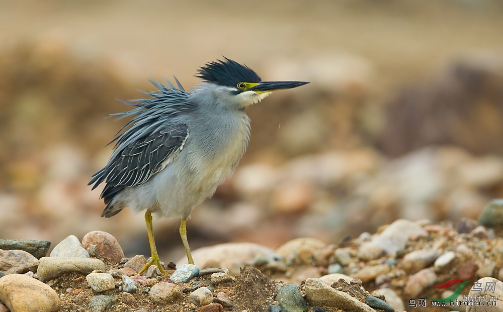 黑猫鱼首页精华作品精选