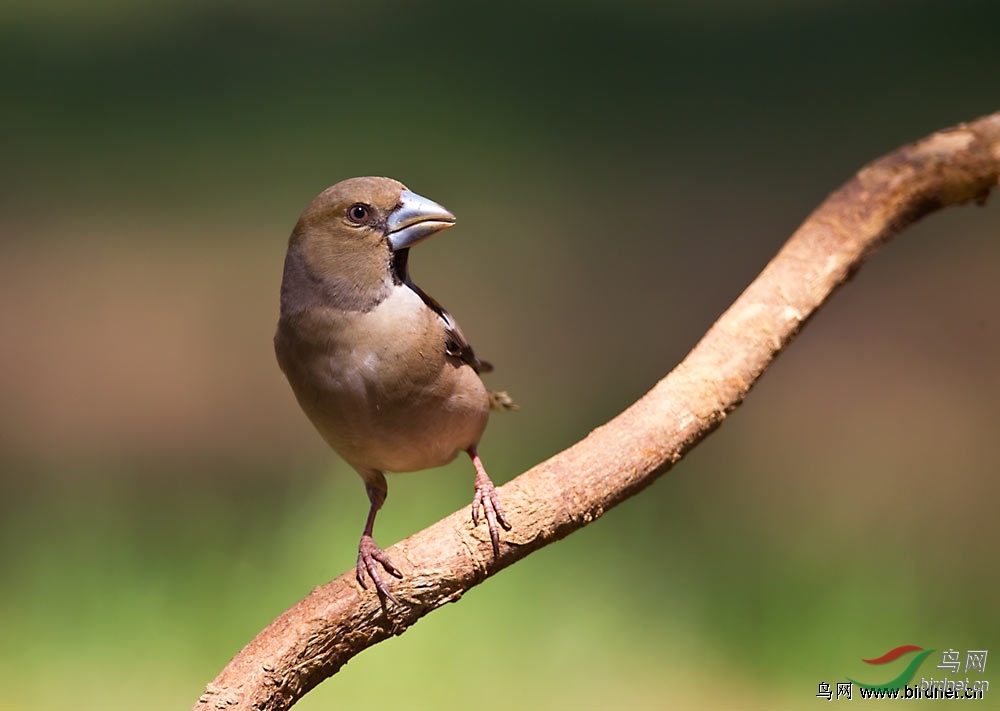 黑猫鱼首页精华作品精选