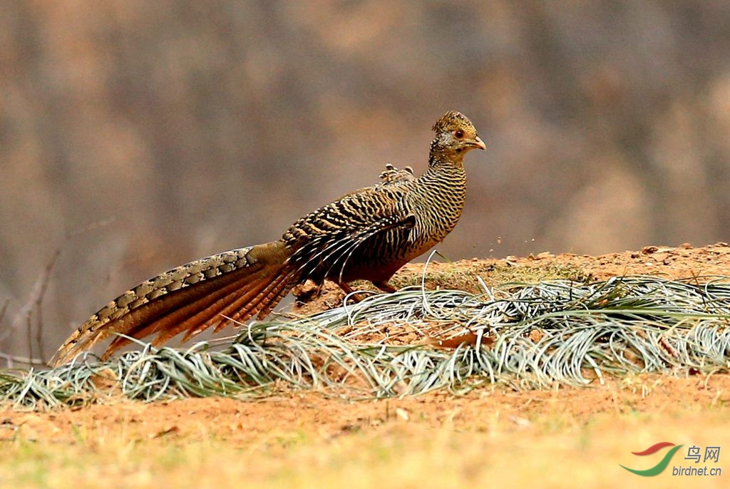 红腹锦鸡母鸡飞翔和雅成翘尾请观赏