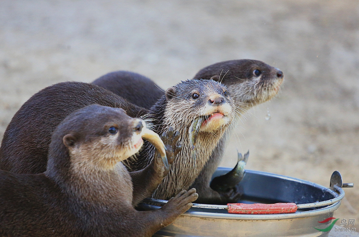 贪吃的水獭