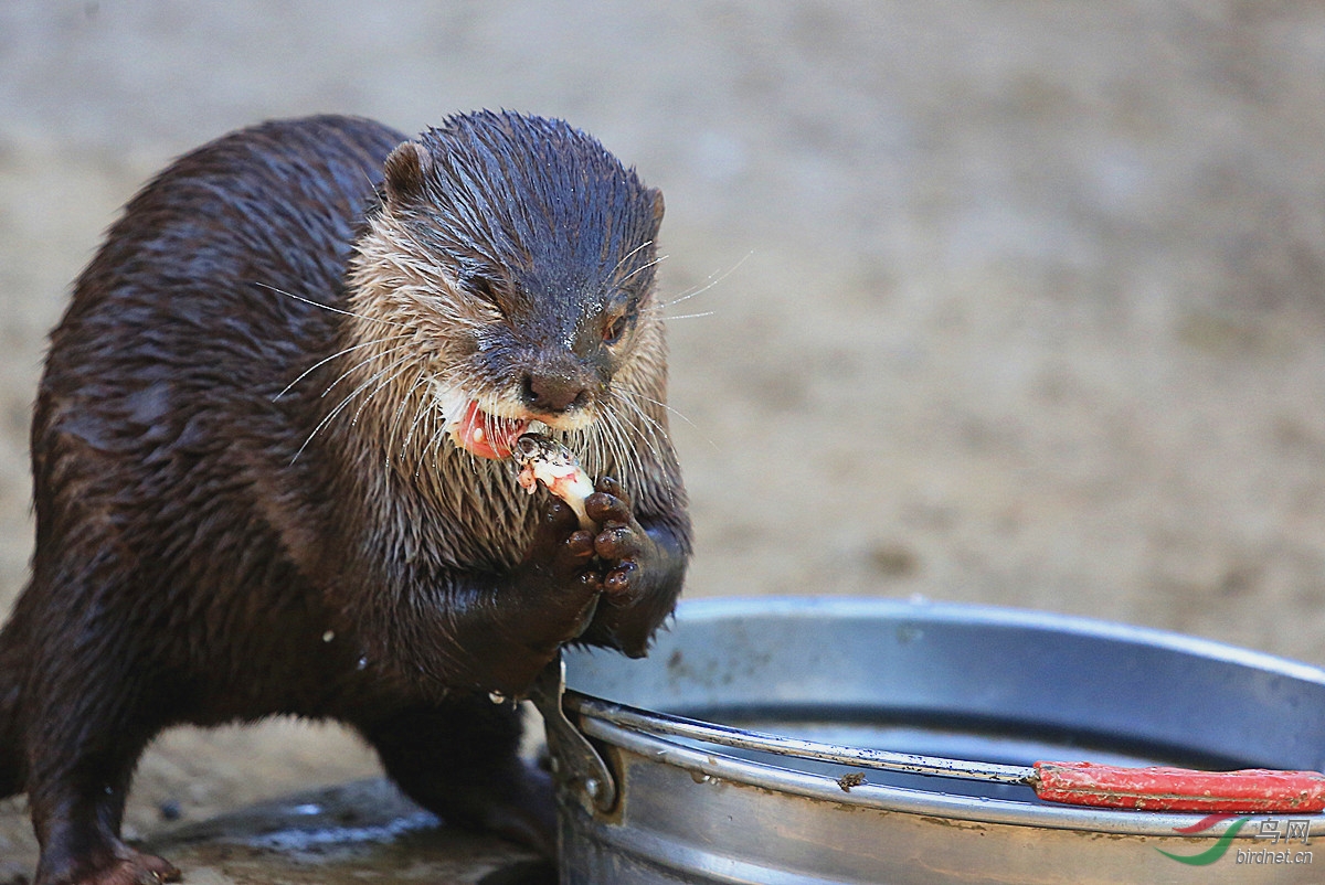 贪吃的水獭
