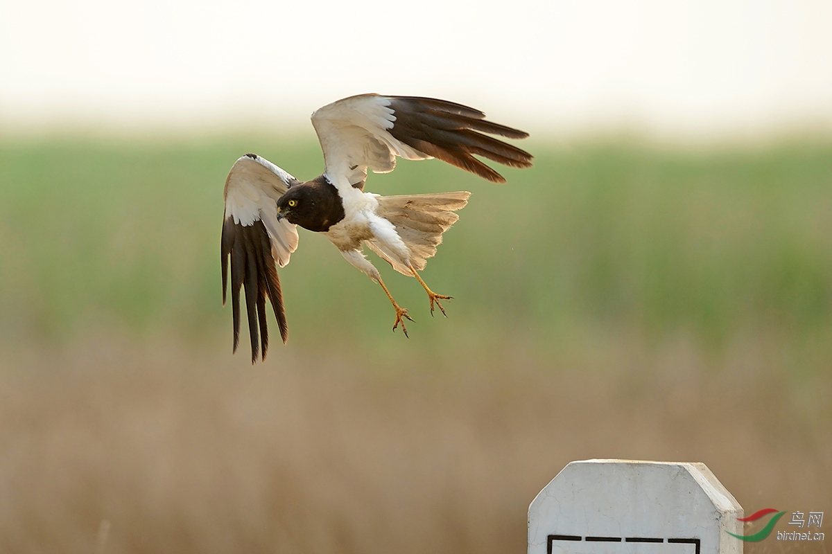 轻装前行--任性的鹊鹞