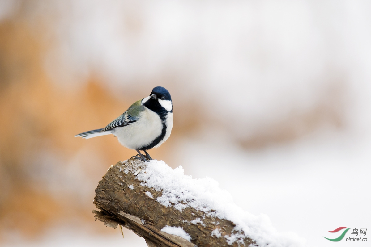 雪地林鳥