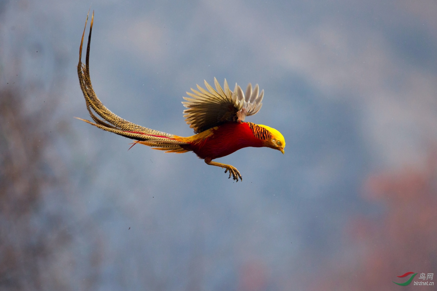 绿草地上红鸡舞