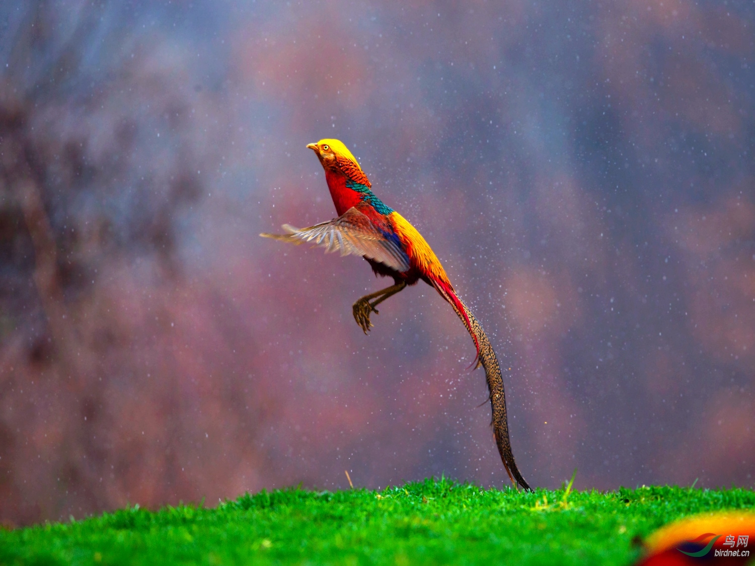 绿草地上红鸡舞