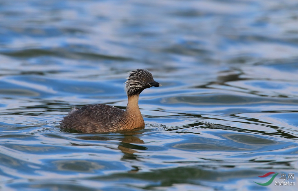 Y-hoary-headed grebe_���˺�_����.jpg