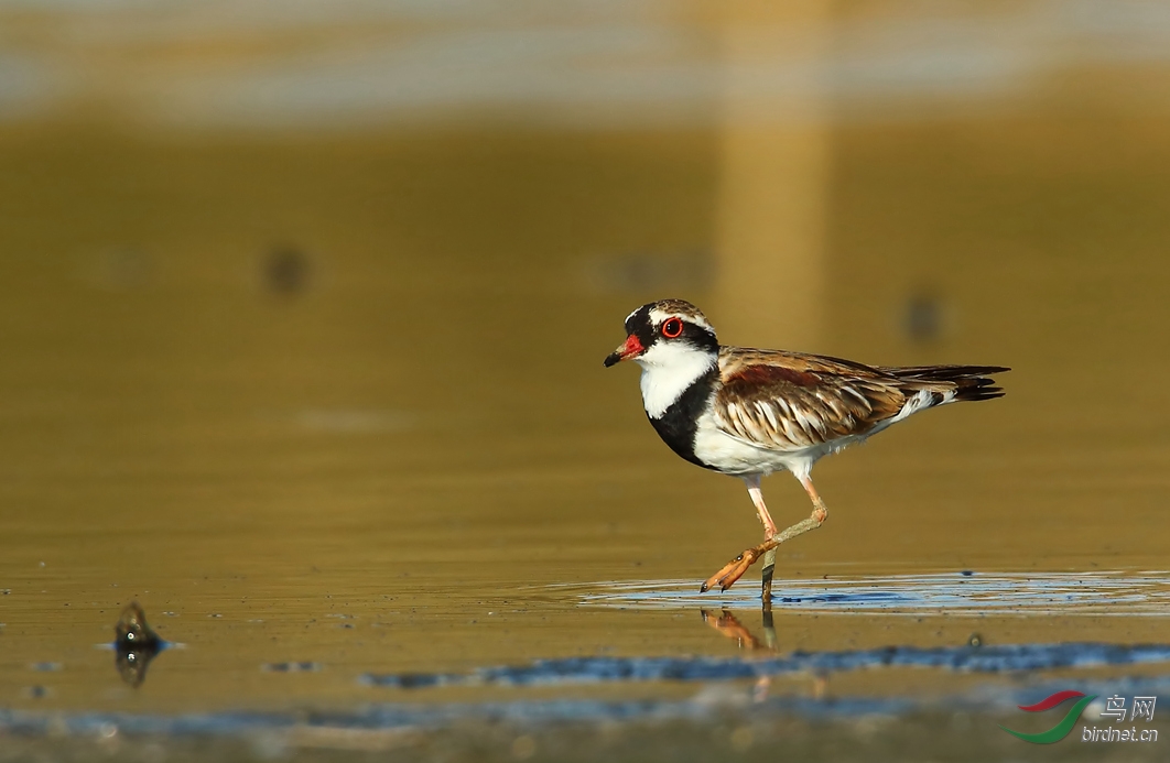 Y-black-fronted dotteral_����_���˺�_����.jpg