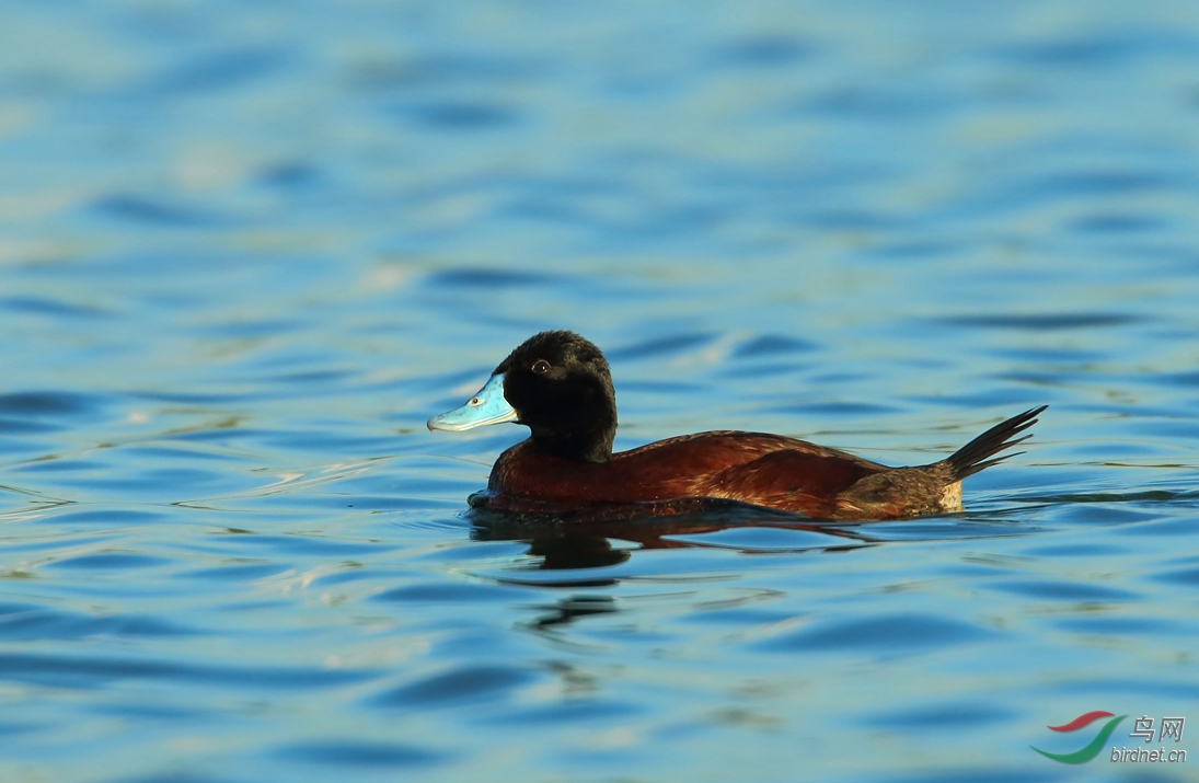 Y-blue-billed duck_����_���˺�_����.jpg