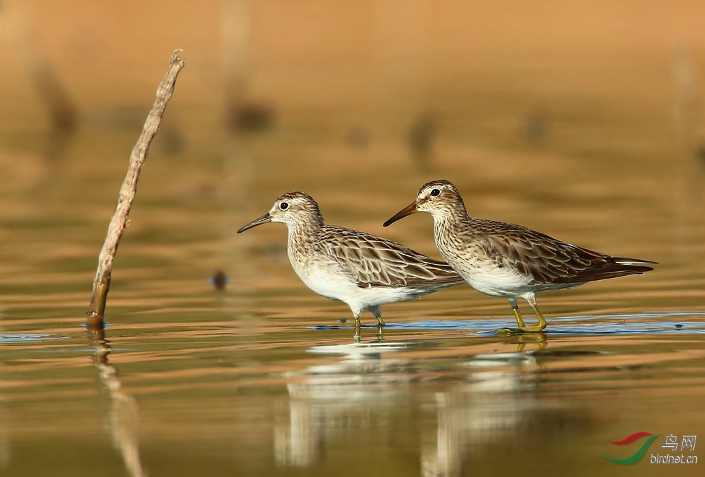 Y-pectoral and sharp-tailed sandpiper_����_���˺�_����.jpg