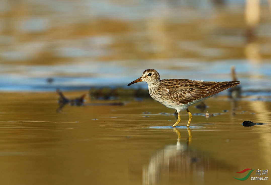 Y-pectoral sandpiper1_����_���˺�_����.jpg