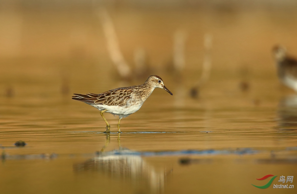 Y-sharp-tailed sandpiper2_���˺�_����.jpg