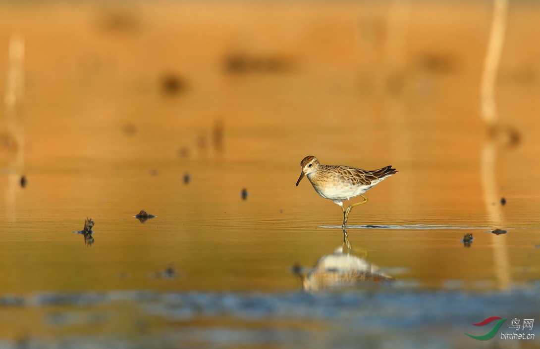 Y-sharp-tailed sandpiper3_���˺�_����.jpg