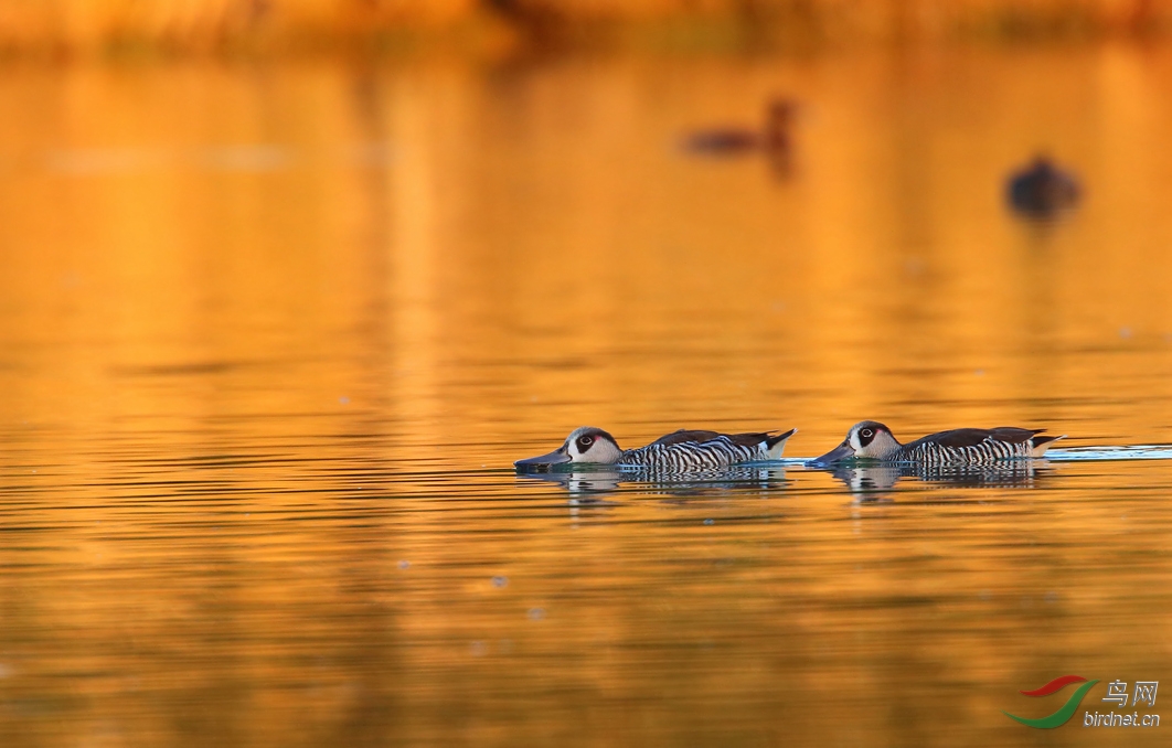 Y-pink-eared duck sunset_����_���˺�_����.jpg