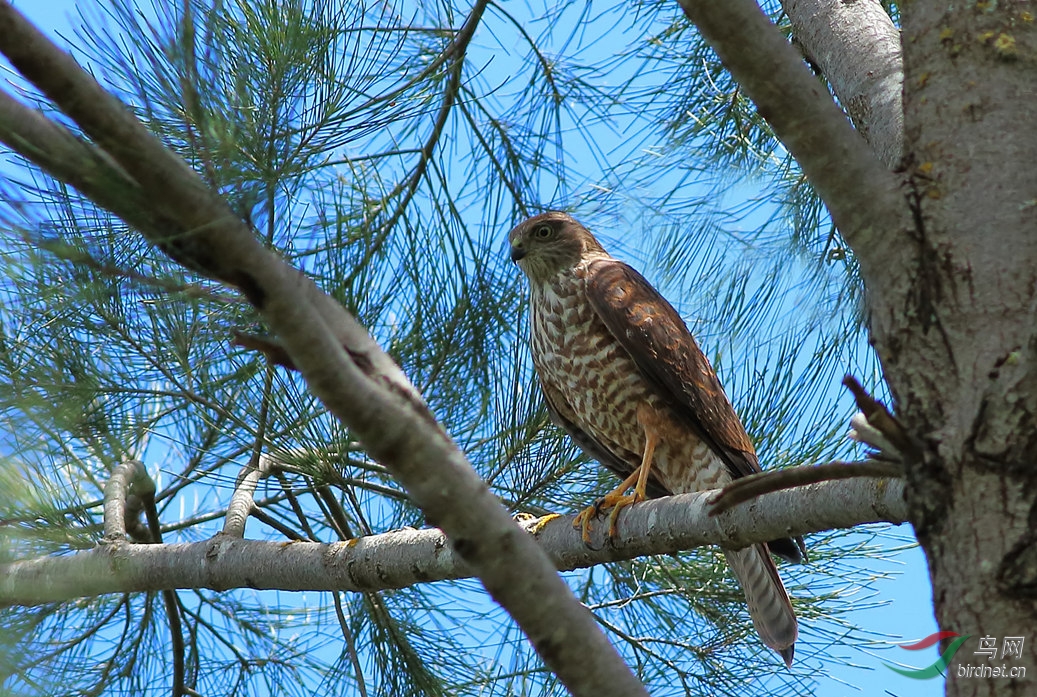 Y-collared sparrow hawk_���˺�_����.jpg