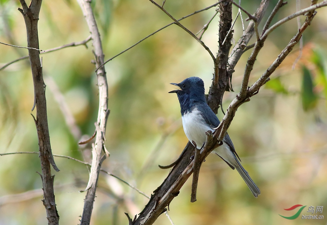Y-satin flycatcher_���˺�_����.jpg