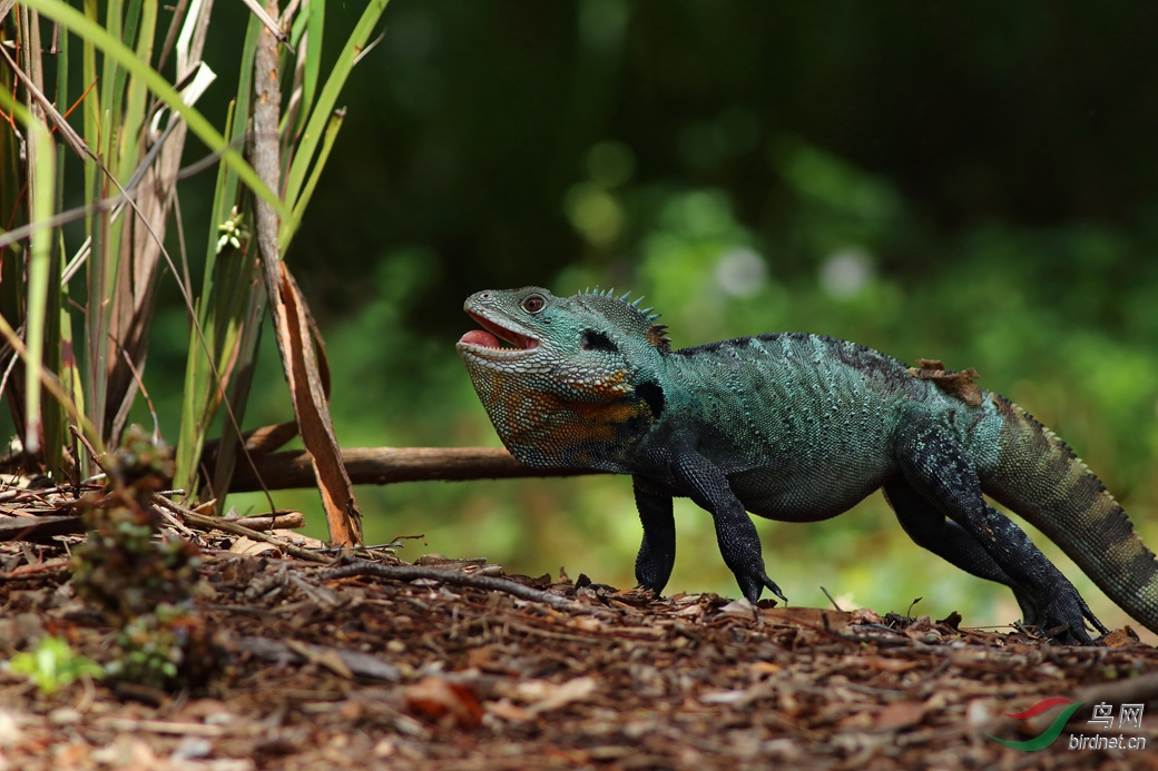 Y-water dragon_���˺�_����.jpg