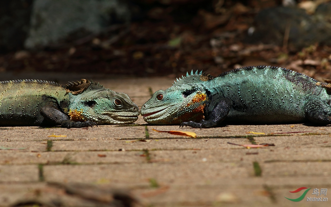 Y-water dragon fight_���˺�_����.jpg
