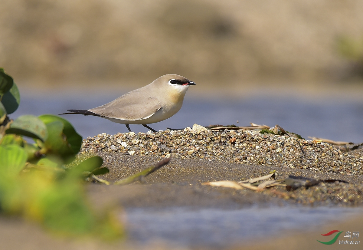 (灰燕鴴)灰燕鴴 【恭賀首圖獲鳥網03.20每日一圖】