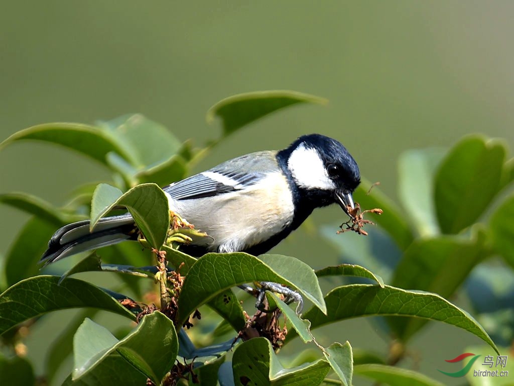 近拍桂花树上大山雀