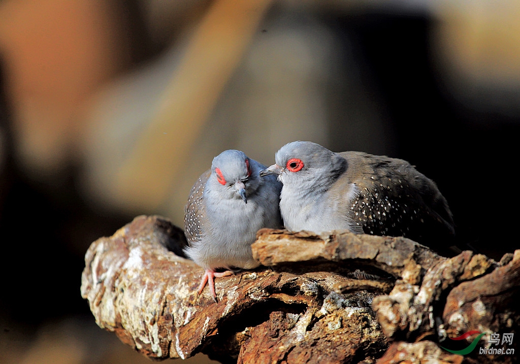 恩爱小夫妻 - 黑龙江版 heilongjiang 鸟网