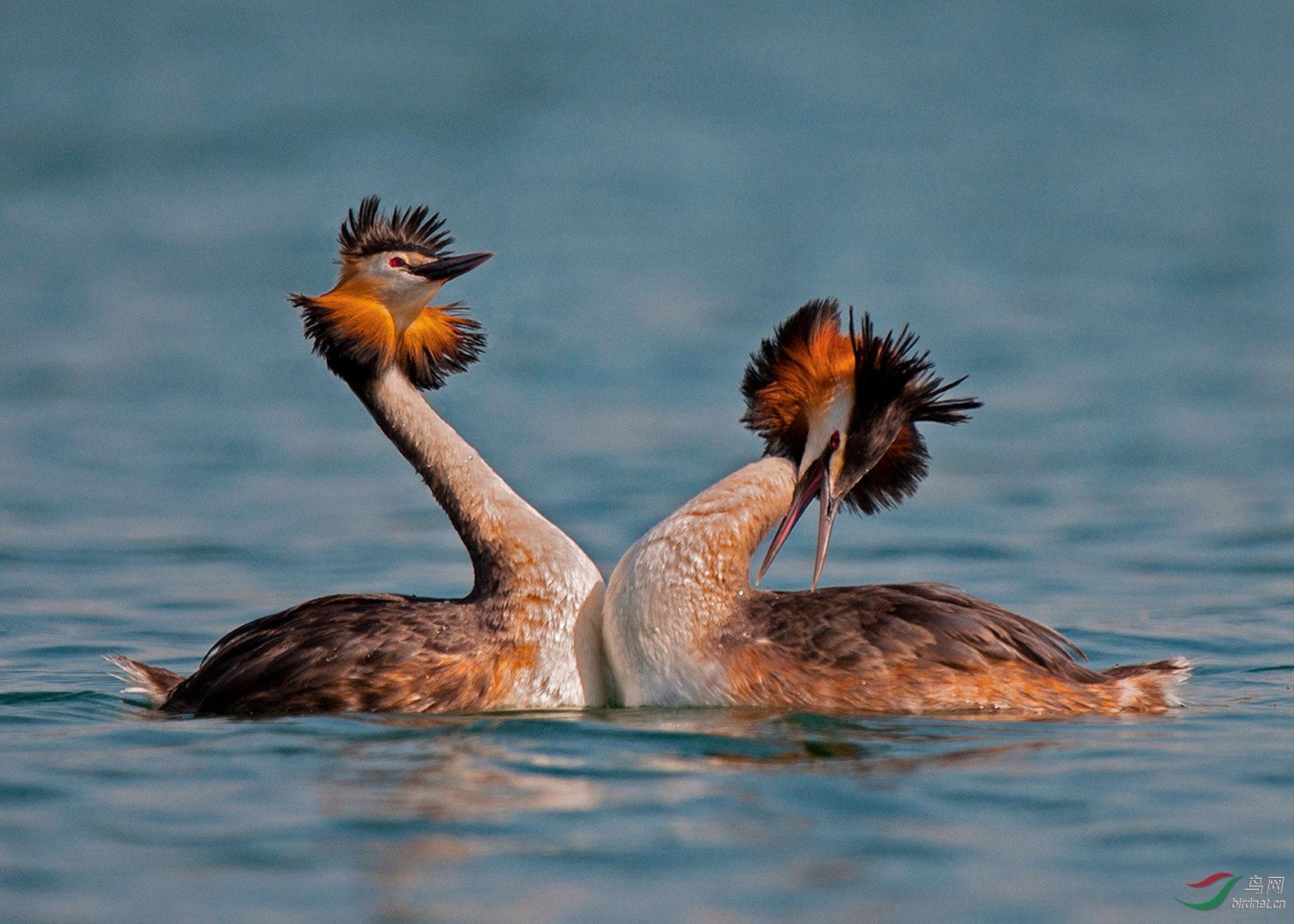 凤头鸊鷉凤头䴙䴘