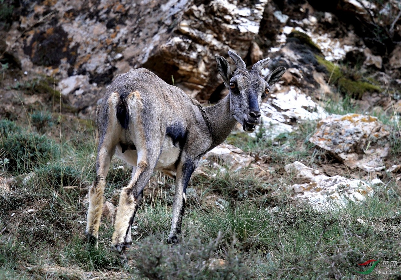 走进宁夏贺兰山探寻岩羊