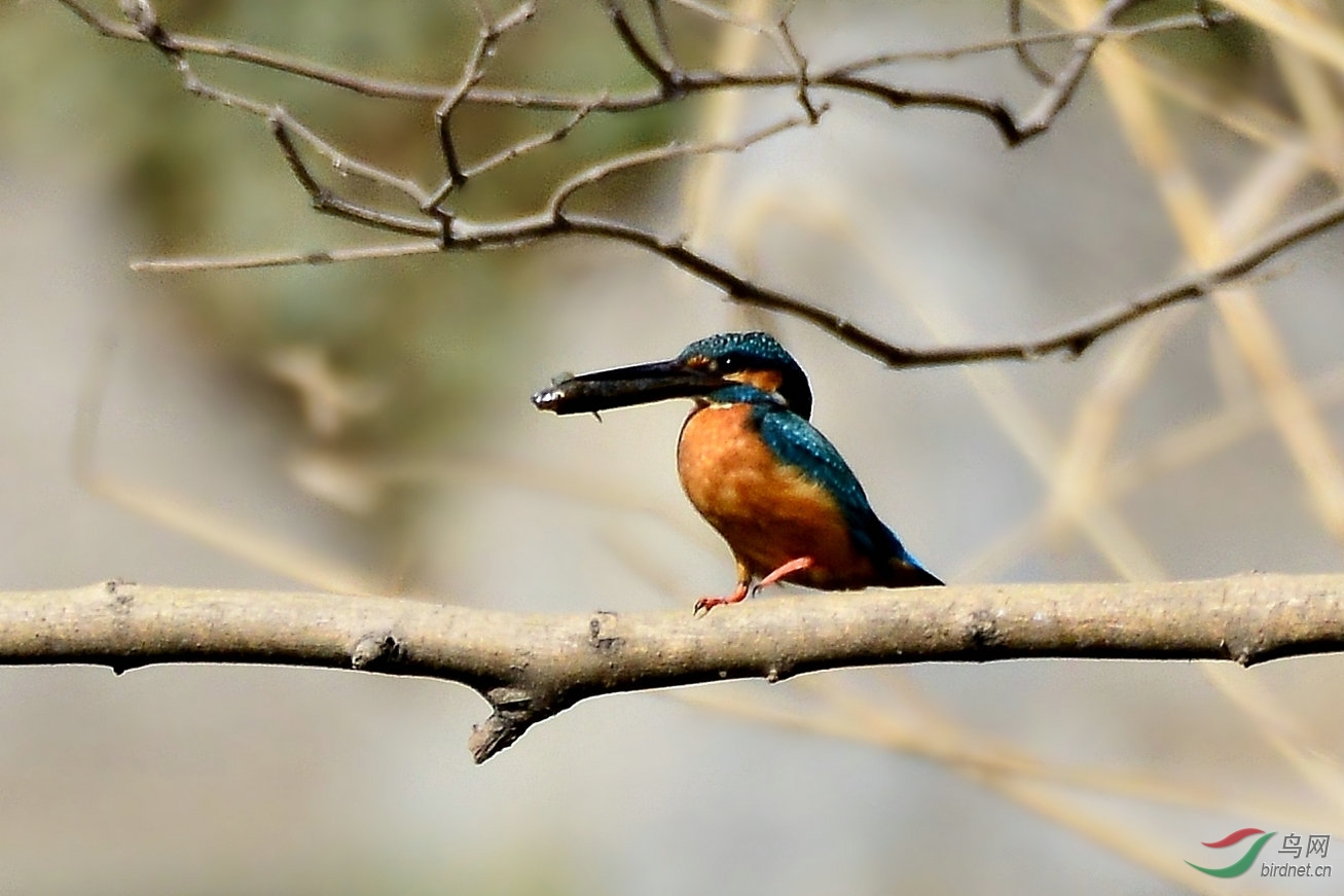 翠鸟gg叼着鱼翘首以盼望眼欲穿