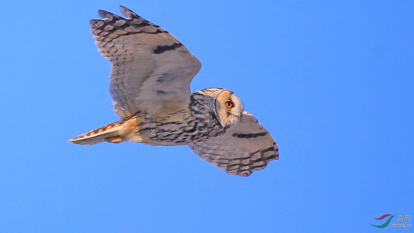 低空盘旋的长耳鸮