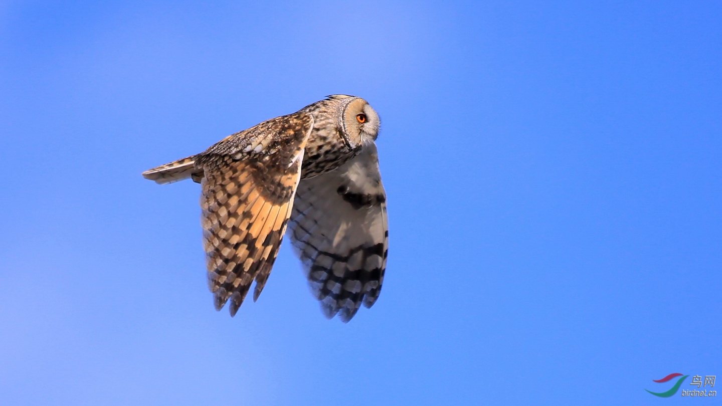 低空盘旋的长耳鸮
