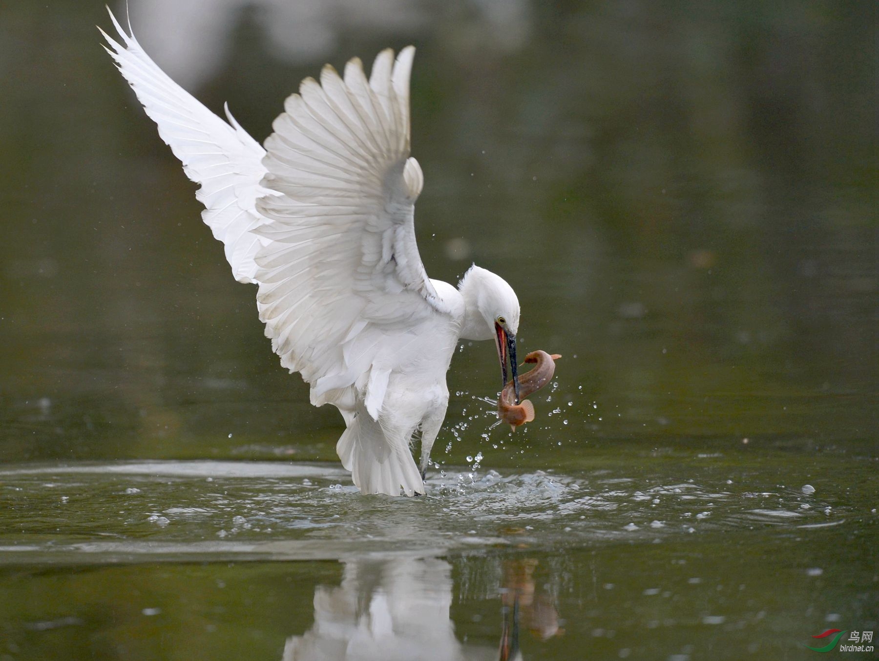 白鹭捕食