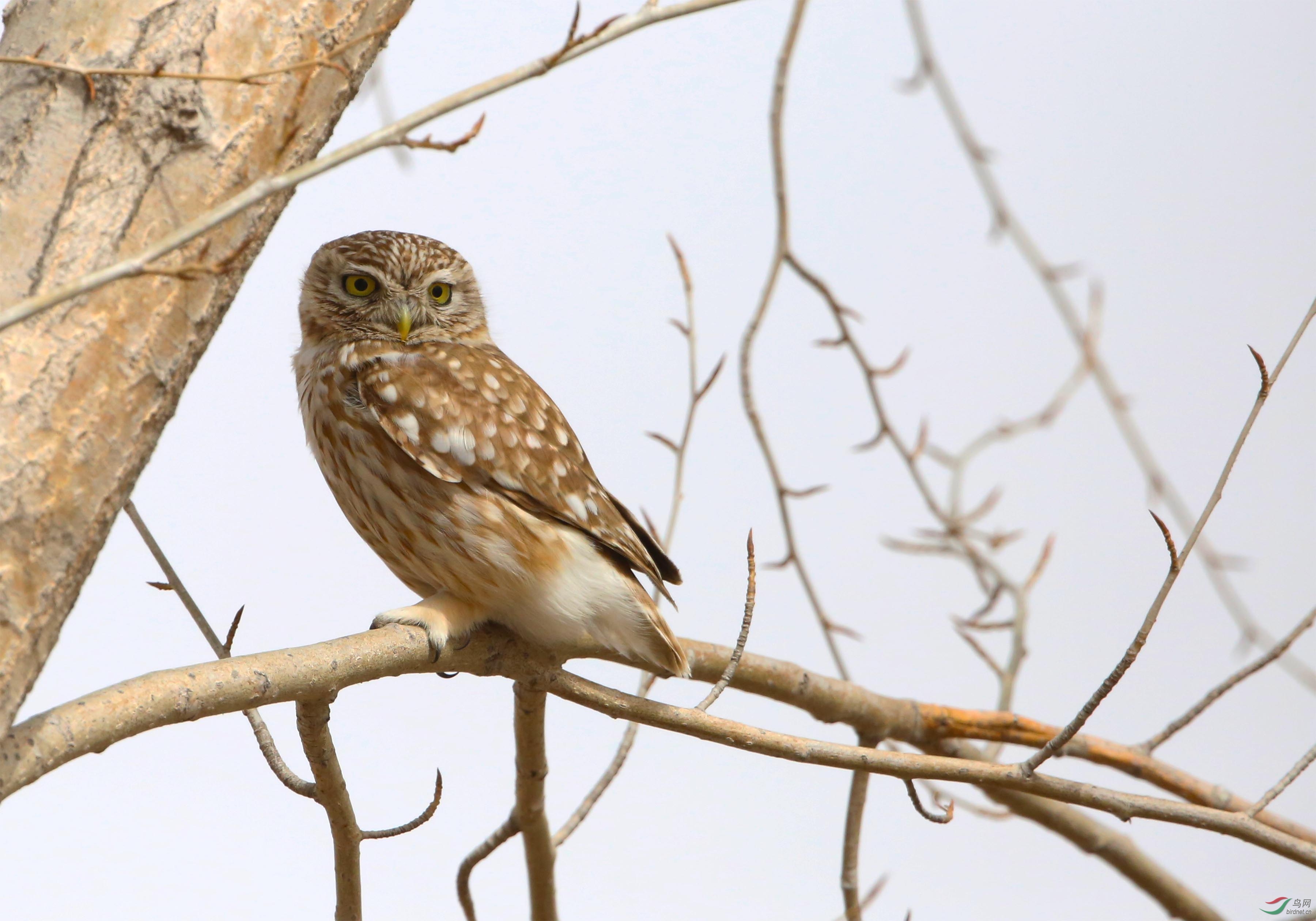 纵纹腹小鸮 - 内蒙古版 neimenggu鸟网