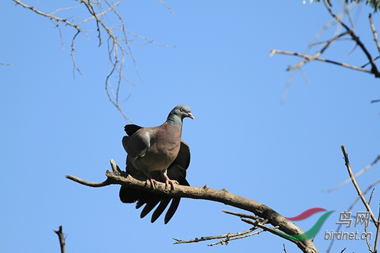这是新疆当地人叫的红嘴斑鸠,体型有普通的2-3个大