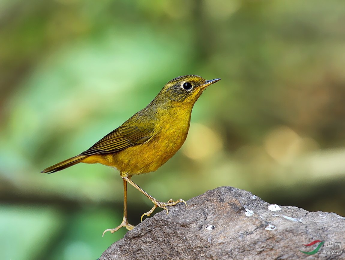 金色林鸲(雌鸟)