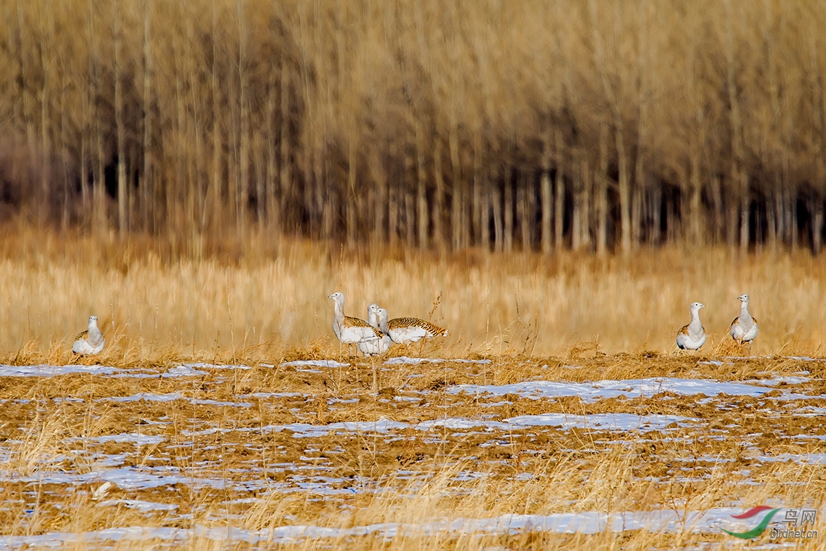 哈伦 于 2015-3-22 22:10 编辑  10 查看全部评分 大鸨故乡人 大胡子