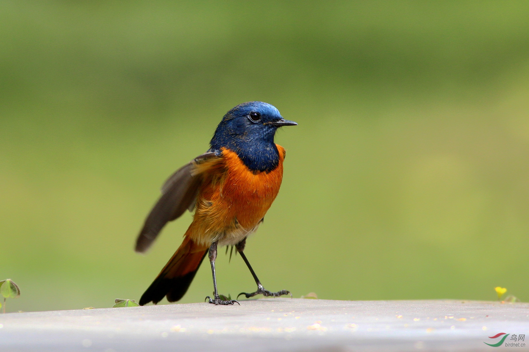 蓝额红尾鸲 15.3.23川大
