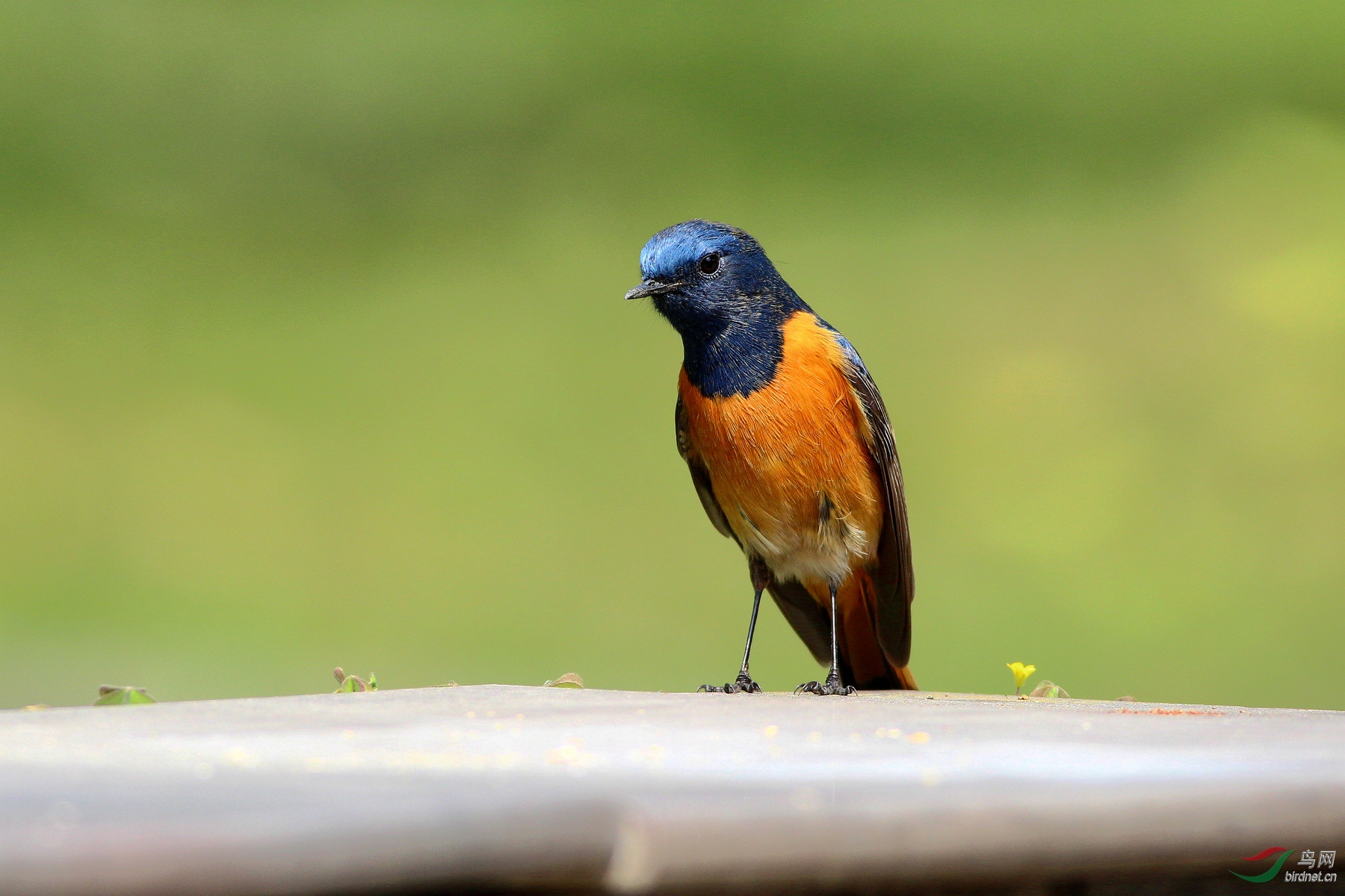 蓝额红尾鸲 15.3.23川大