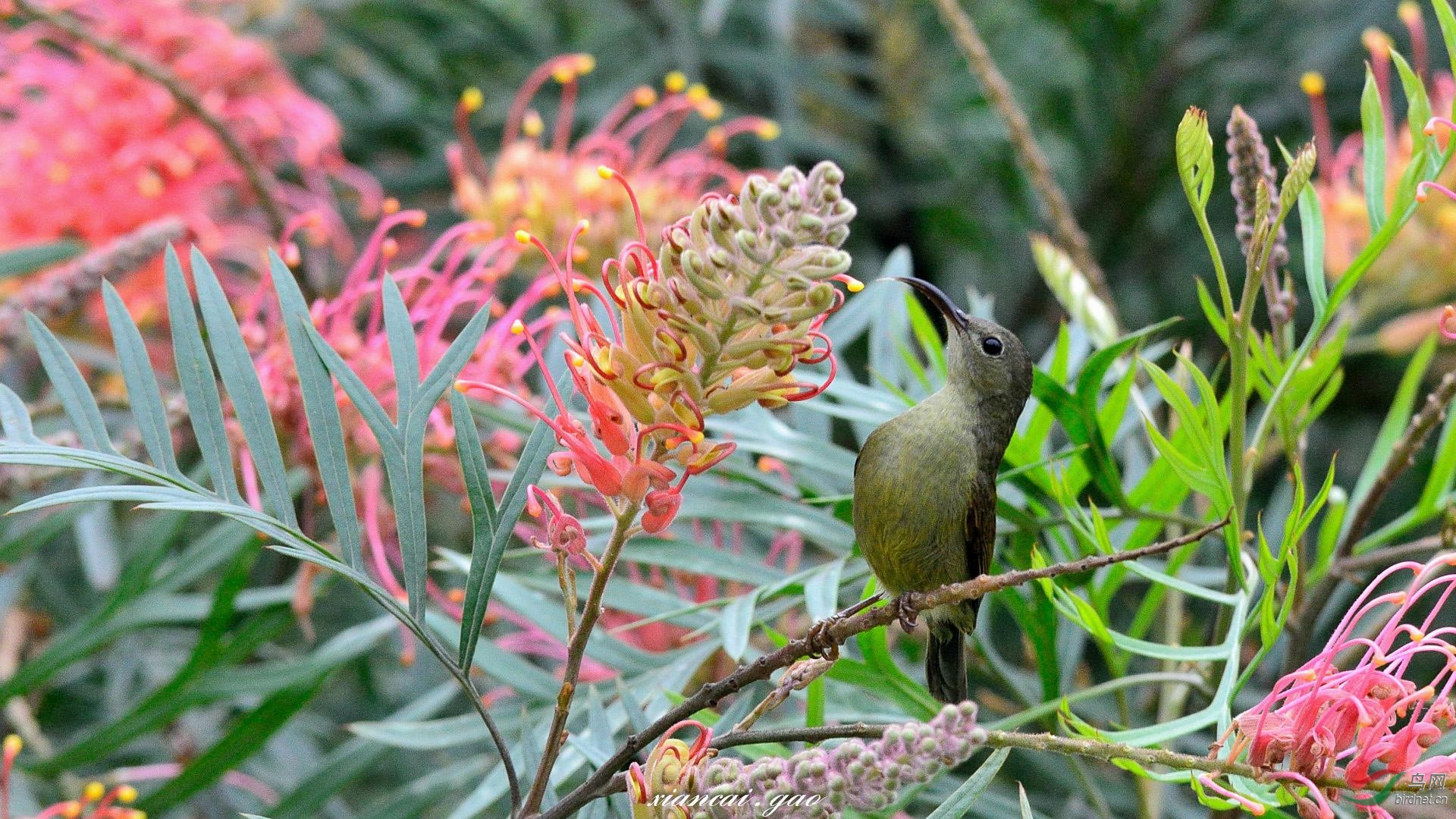 花間的黃腹輝蜜鳥