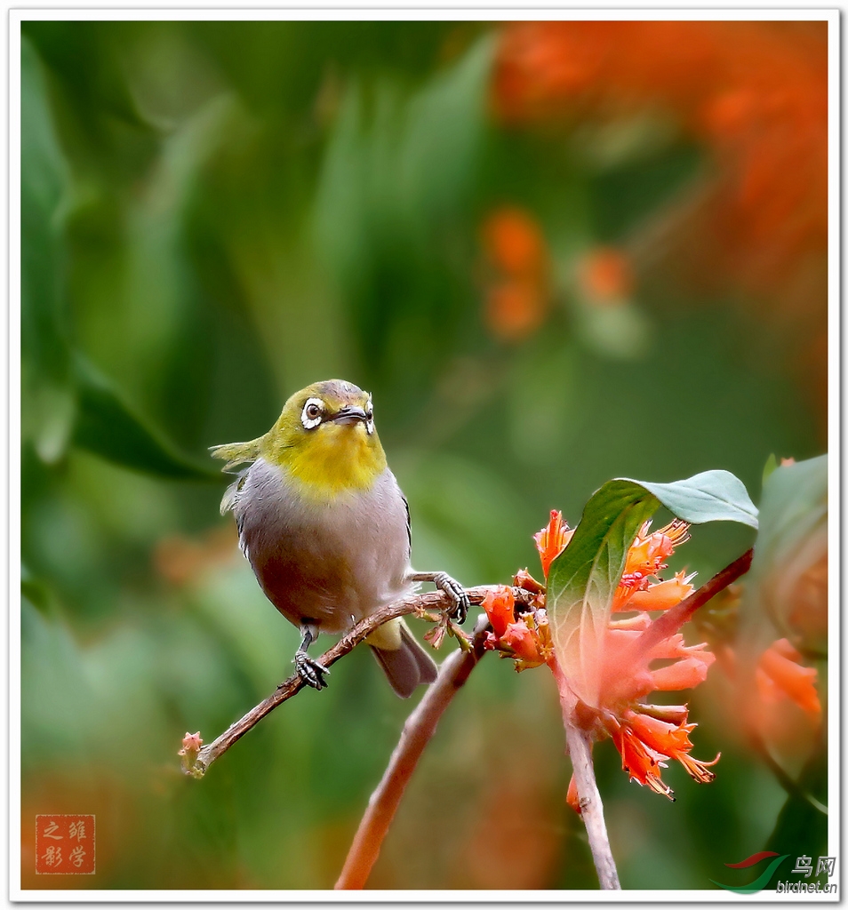 蝦子花上綠繡眼