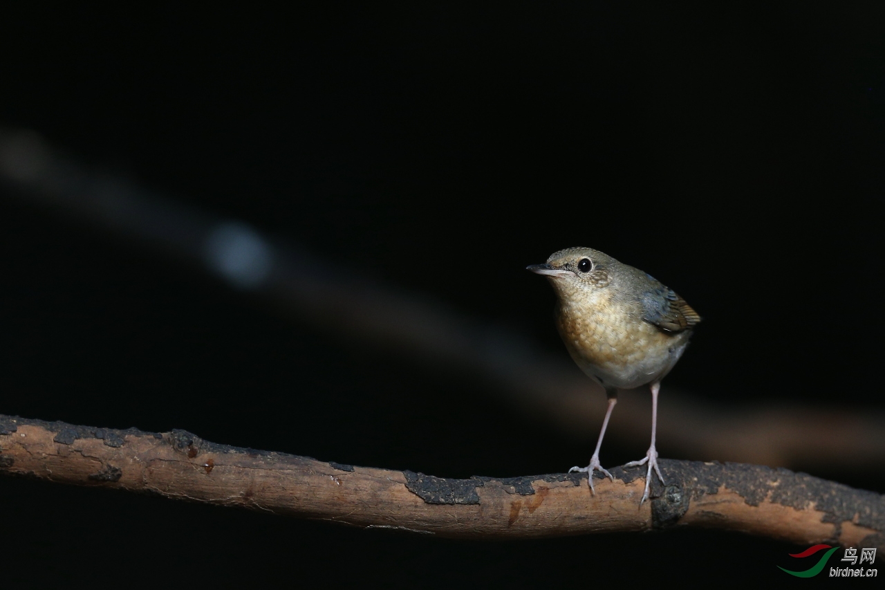 01.30(泰国岗卡章国家公园外老爷爷家鸟点) (118)副本.jpg