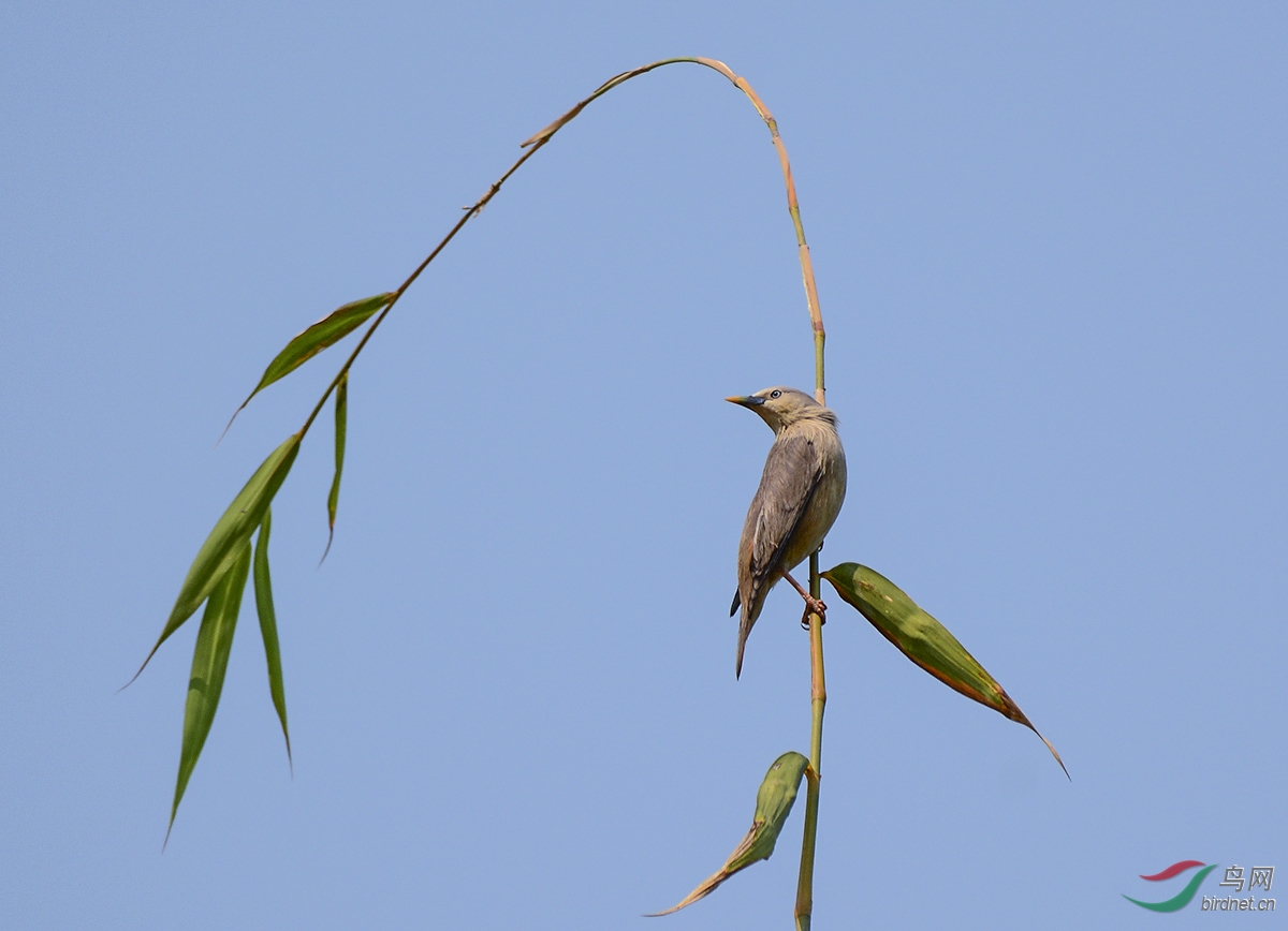 灰燕鵙[jú]和灰頭椋鳥