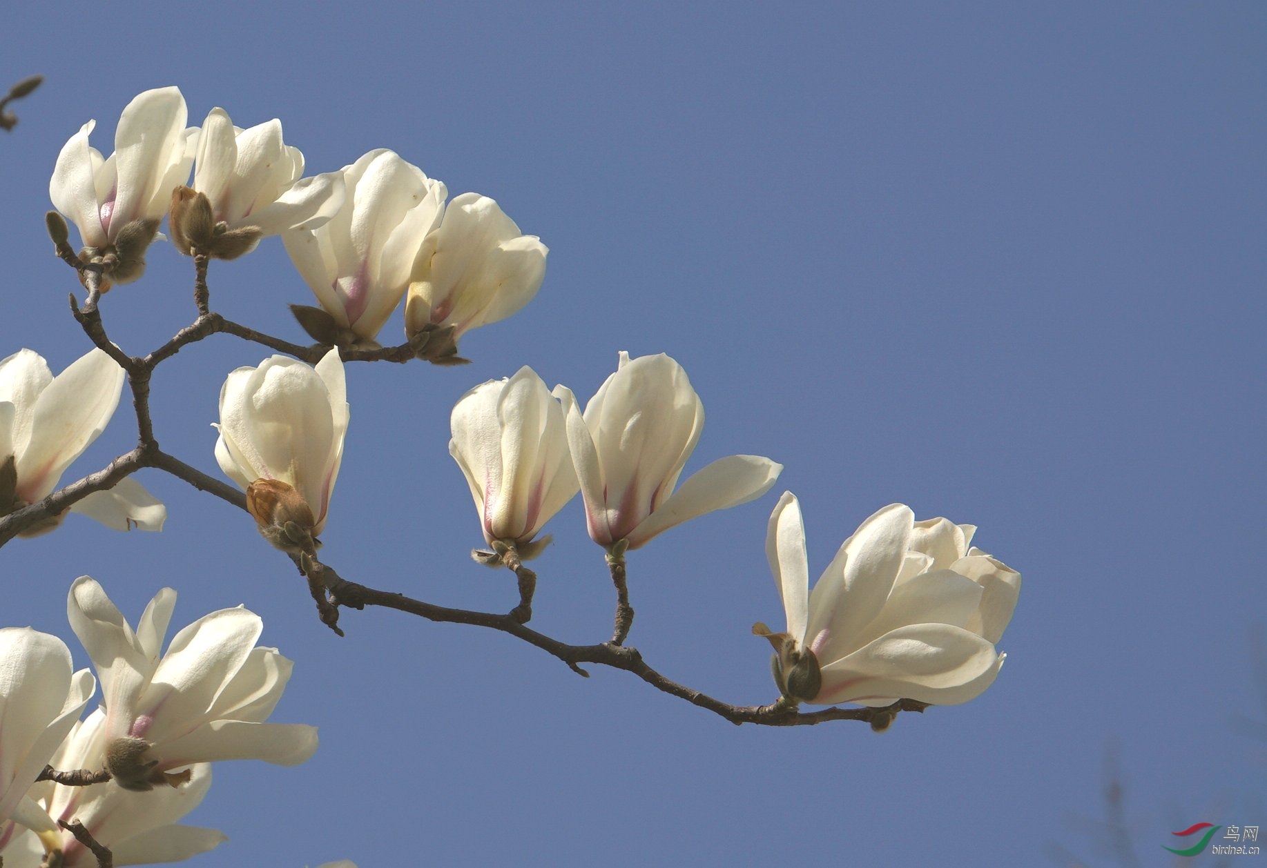 白兰花和白玉兰(白兰花和白玉兰的香味)