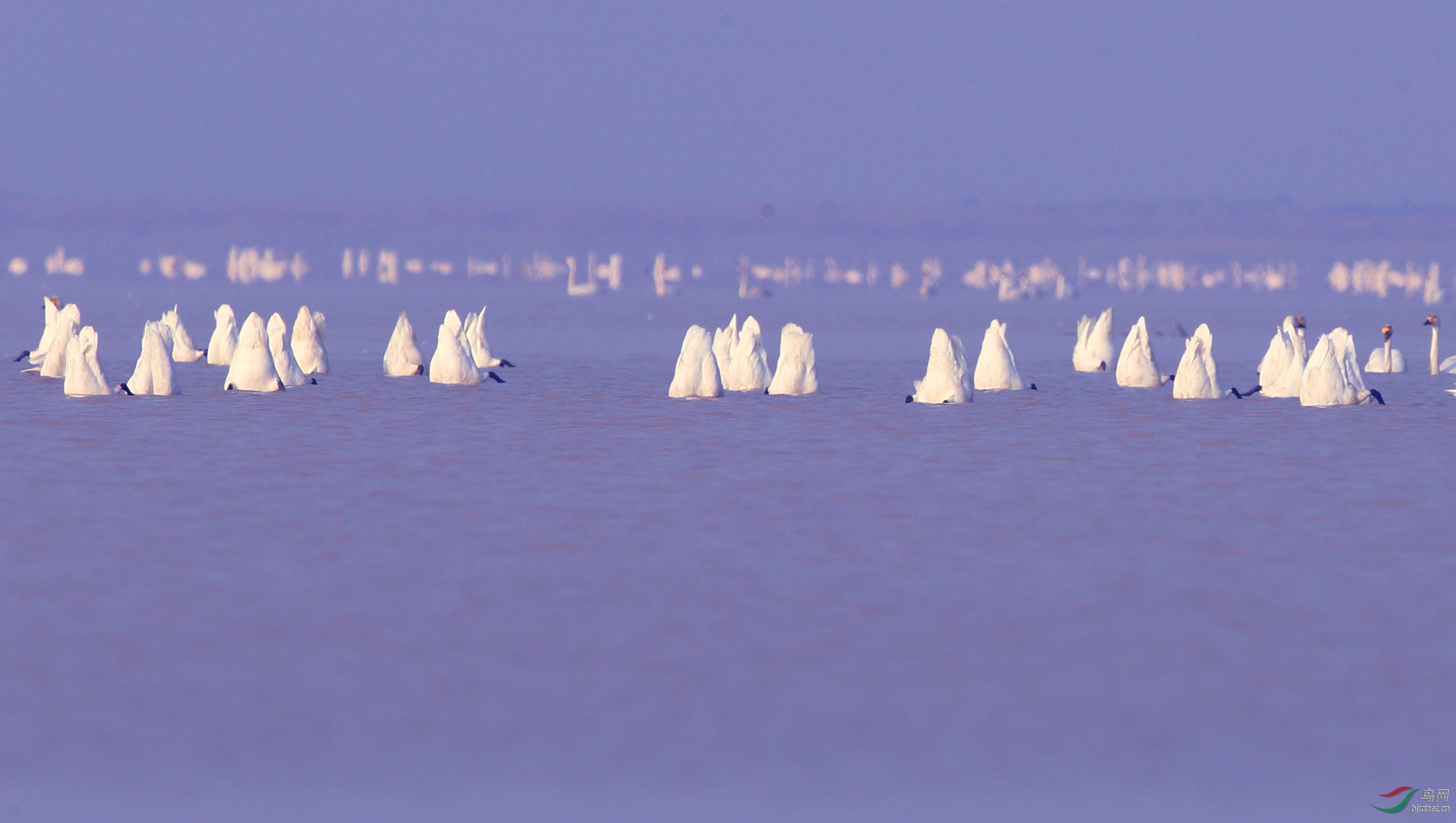 鄱阳湖倒立的白天鹅