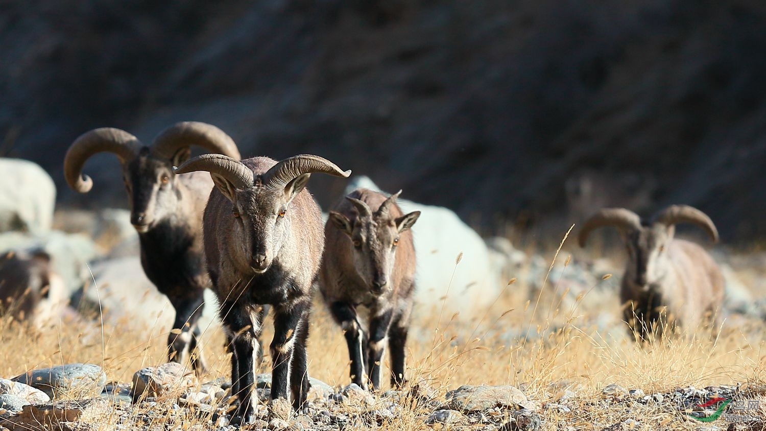 贺兰山岩羊