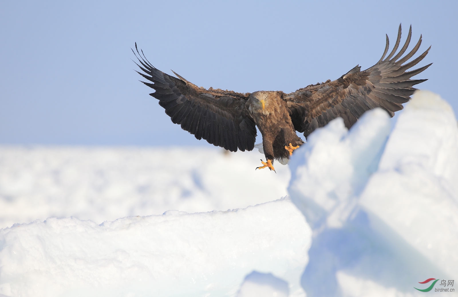 北海道的白尾雕